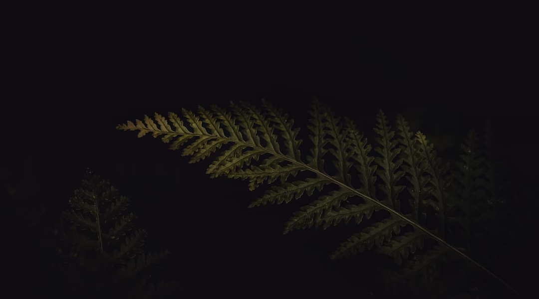 被畫面震動的《夜來香》 被畫面震動的《夜來香》