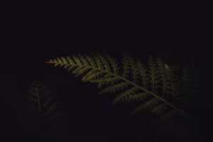 被畫面震動的《夜來香》 被畫面震動的《夜來香》