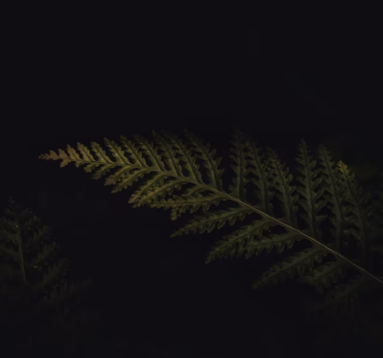 被畫面震動的《夜來香》 被畫面震動的《夜來香》