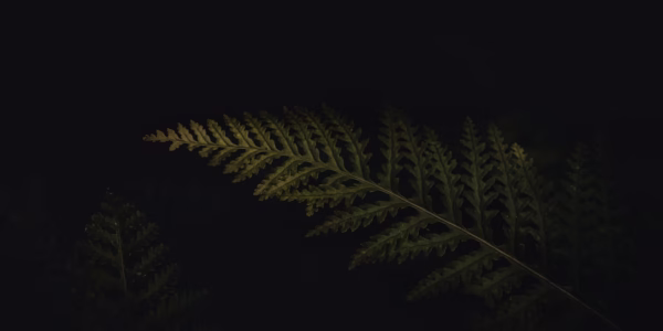 被畫面震動的《夜來香》