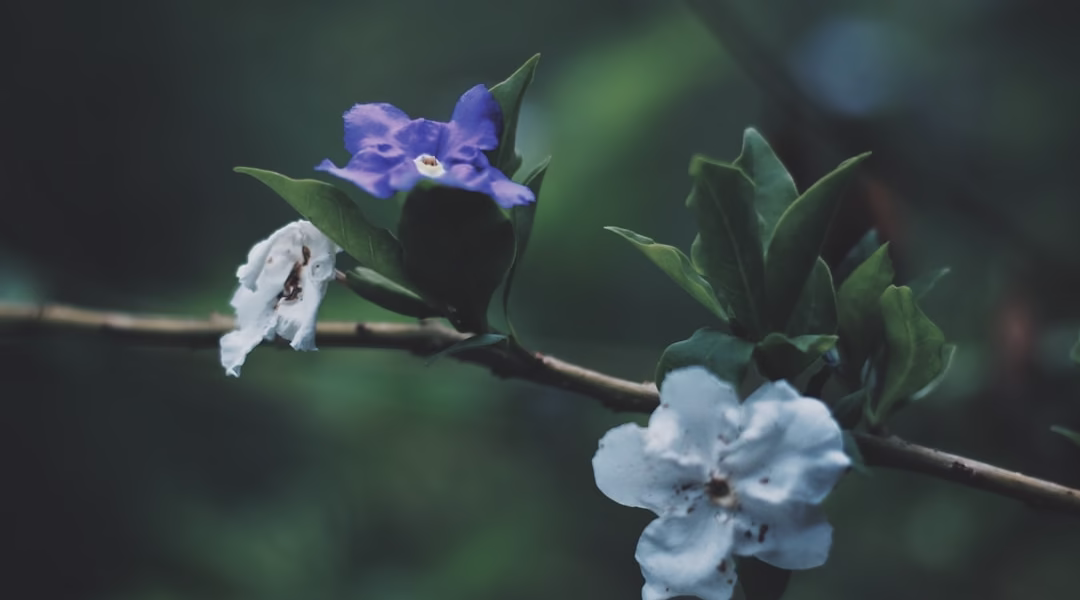 山茶花的呢喃 山茶花的呢喃