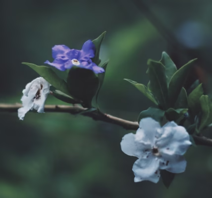 山茶花的呢喃 山茶花的呢喃