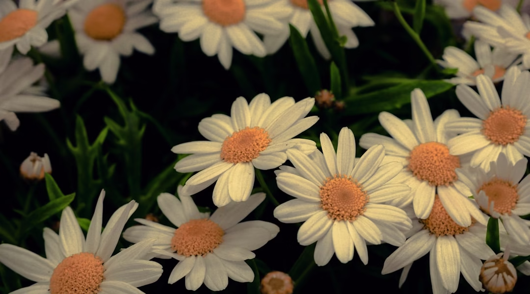 青春花語:一次聽覺的回憶 青春花語:一次聽覺的回憶