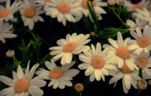 青春花語：一次聽覺的回憶