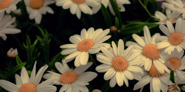 青春花語：一次聽覺的回憶