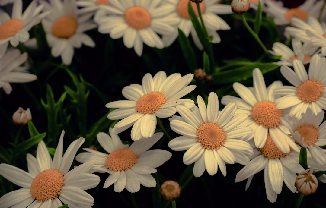 青春花語：一次聽覺的回憶