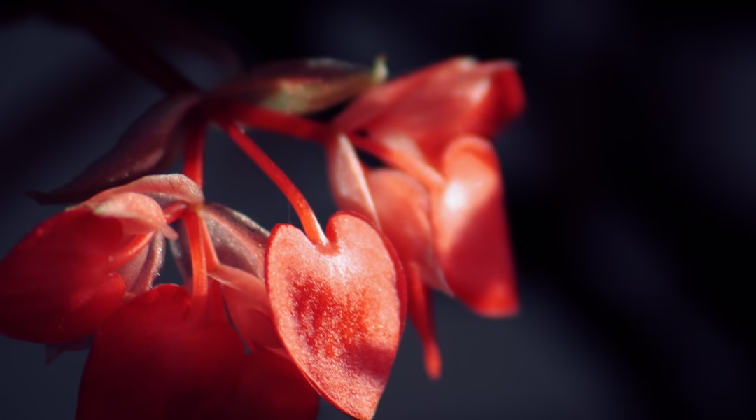 日常的歌，心的回聲