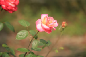 我在玫瑰少年中聽見勇氣 我在玫瑰少年中聽見勇氣