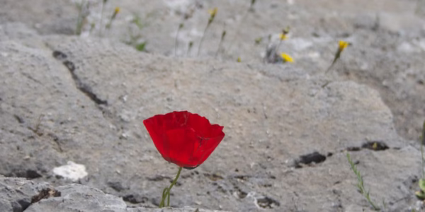 红鞋背后：孤独与渴望的回响