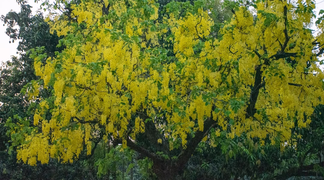 柠檬树下的思念,90年代的清新回声 柠檬树下的思念,90年代的清新回声