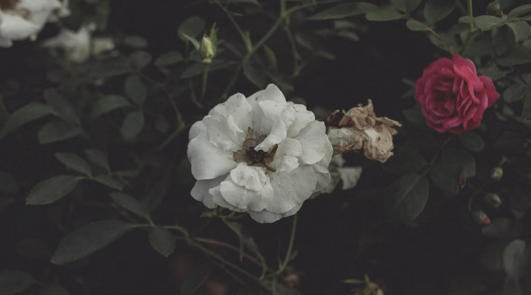 一句對不起,重燃心火 一句對不起,重燃心火