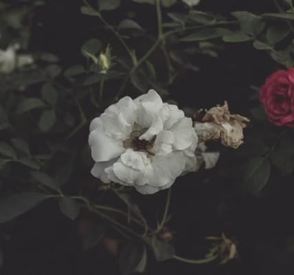 一句對不起,重燃心火 一句對不起,重燃心火