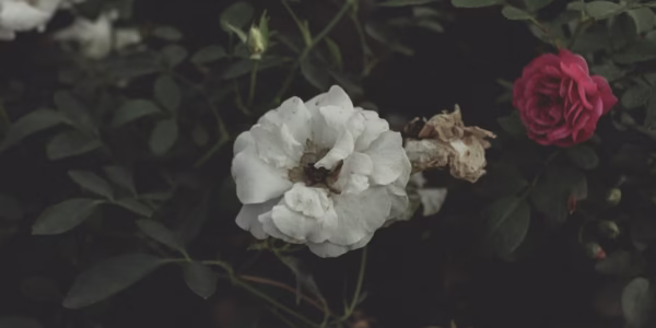 一句對不起，重燃心火