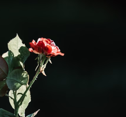 謝你仍在我心 謝你仍在我心