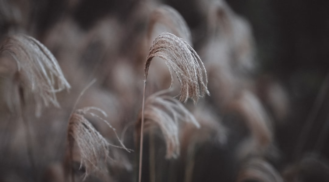 一剪梅轻落,我心的雨声 一剪梅轻落,我心的雨声