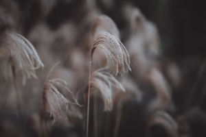 一剪梅轻落,我心的雨声 一剪梅轻落,我心的雨声