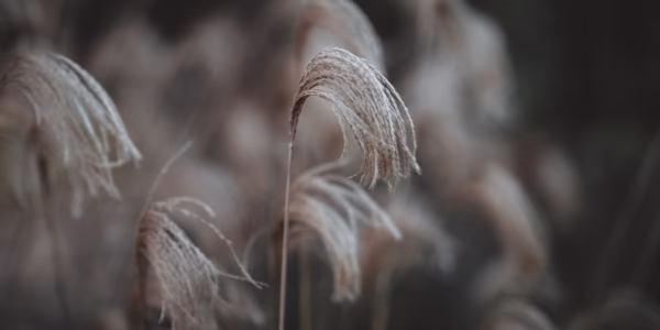 一剪梅轻落，我心的雨声