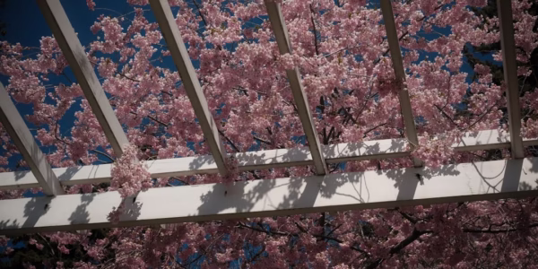 春風滿小城，心隨風起舞