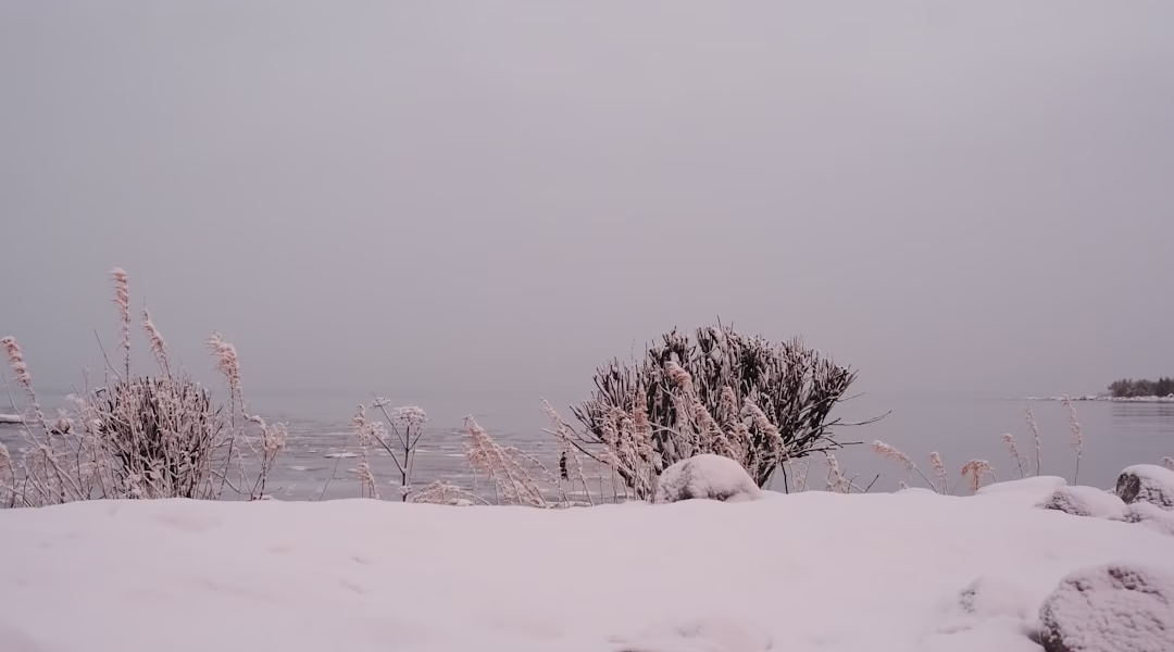 港光映雪影的回憶 港光映雪影的回憶