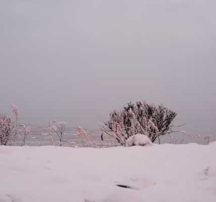 港光映雪影的回憶 港光映雪影的回憶