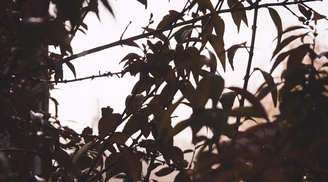 夕陽光影裡的那座小城 夕陽光影裡的那座小城