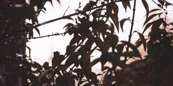 夕陽光影裡的那座小城