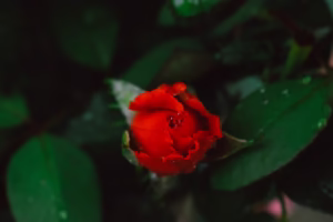 甜蜜蜜的回憶 甜蜜蜜的回憶