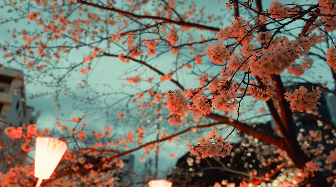 雨中聆聽鄧麗君的歌 雨中聆聽鄧麗君的歌