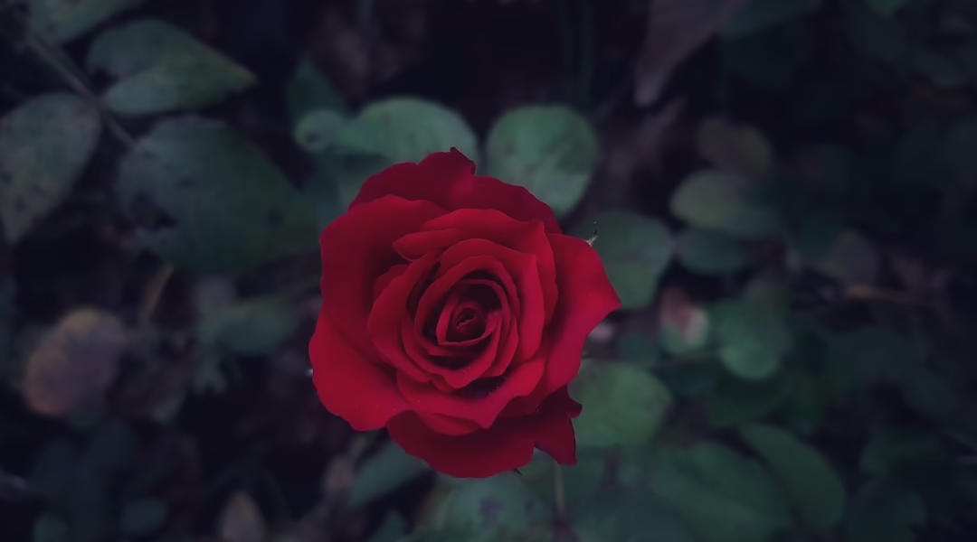 相聚更甜蜜的等待 相聚更甜蜜的等待