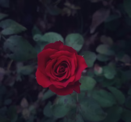 相聚更甜蜜的等待 相聚更甜蜜的等待