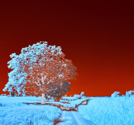 雪裡紅的溫柔回憶 雪裡紅的溫柔回憶