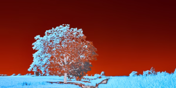 雪裡紅的溫柔回憶