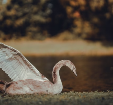 聽《心肝寶貝》回到青春 聽《心肝寶貝》回到青春