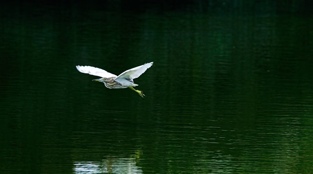 水面上的光影，岁月的呢喃