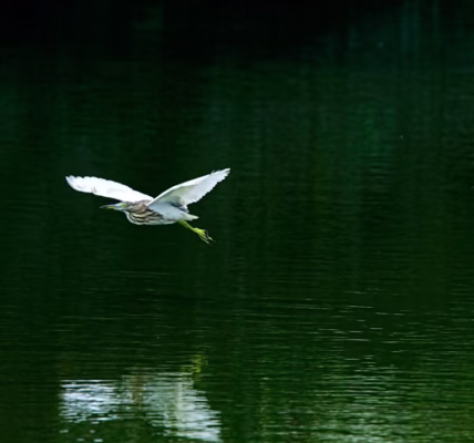 水面上的光影,岁月的呢喃 水面上的光影,岁月的呢喃