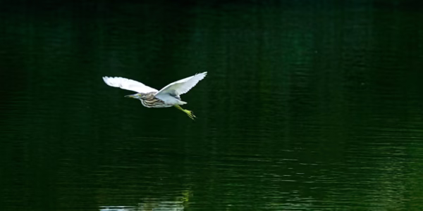 水面上的光影，岁月的呢喃