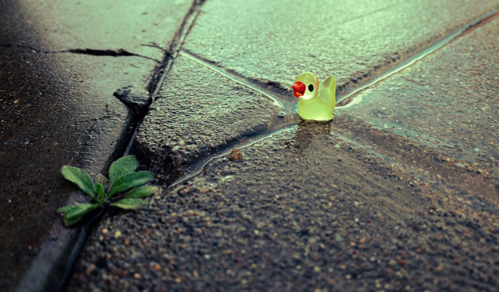 等到花開再也沒了 等到花開再也沒了